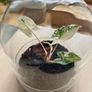 Plant pot / glass container Image 3