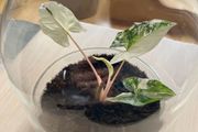 Plant pot / glass container