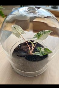 Plant pot / glass container