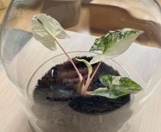 Plant pot / glass container