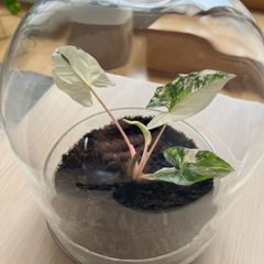 Plant pot / glass container