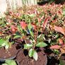 Red Robin Hedging Image 3