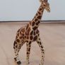 Collection of Schleich Animals Image 8