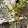 Olive Trees x 2 Image 3