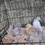 chickens Image 2