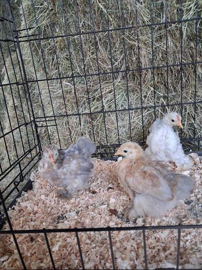 chickens