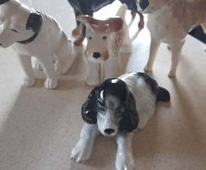 China Dogs (5)