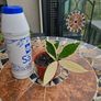 Hoya Krimson Queen for sale Image 2