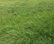 Grass for hay / silage