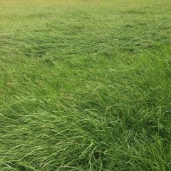 Grass for hay / silage