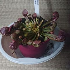 Rare to find  ,