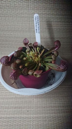 Rare to find  ,
