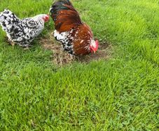 Millefleur Pekin Bantam pair with house