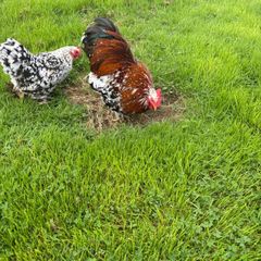 Millefleur Pekin Bantam pair with house