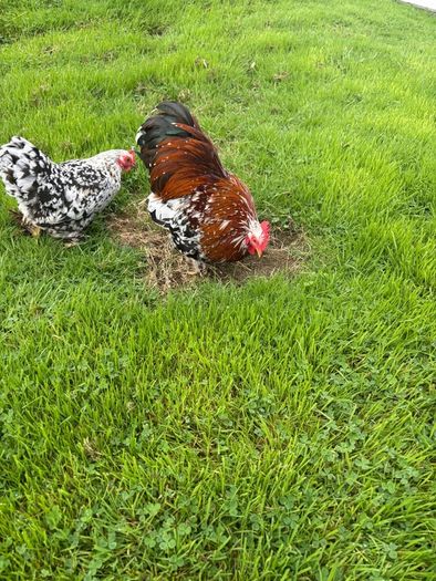 Millefleur Pekin Bantam pair with house