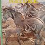 Vintage 'Illustrated Library of Nature' Volume 1, 2 & 3 Image 5