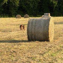 Hay for sale Ballyneety, Limerick