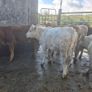 7 suckler bred heifers Image 2