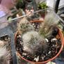 Monkey Tail Cactus Image 2