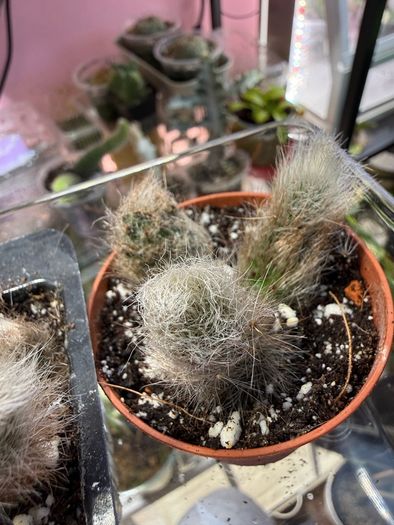 Monkey Tail Cactus
