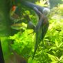 trigon 350l juwel fish tank Image 8