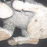 Large and heavy Chinese Foo dog Image 3