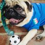 Limited Edition Dog Football Jerseys Brand New Image 4