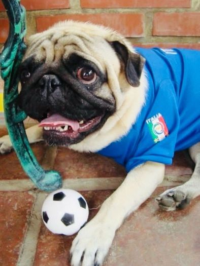 Limited Edition Dog Football Jerseys Brand New