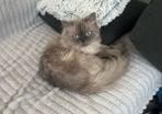 British long hair cat