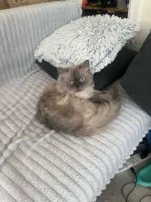 British long hair cat