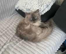 British long hair cat