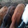 10 weanling heifers Image 3