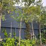 Birch trees for sale Image 2