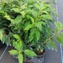 Portuguese Laurel Hedging Image 6