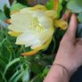 Epiphyllum Cacti. Beautiful rare cactus. Image 8