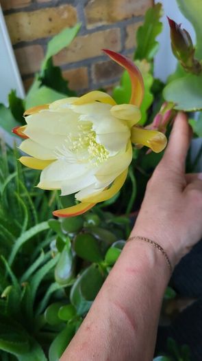 Epiphyllum Cacti. Beautiful rare cactus.