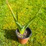 Grow Your Own! 8-Piece Plant & Shrub Set incl. Fresh Mint Image 7