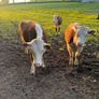 Purebred heifer Image 6