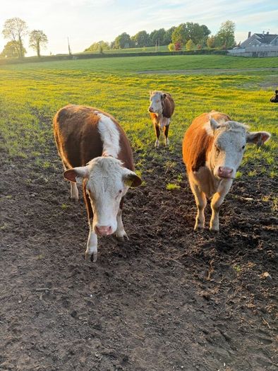 Purebred heifer