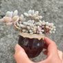 plant Image 2
