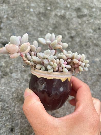 plant