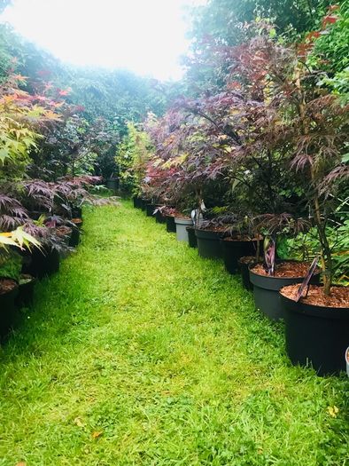 Japanese maples and Native irish Trees & Shrubs