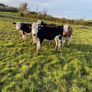 Hereford Heifers Image 7