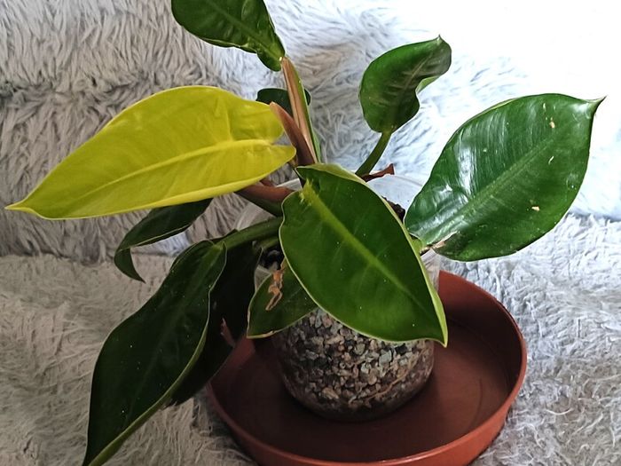 Philodendron - Moonlight, photos edit