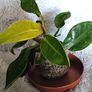 Philodendron - Moonlight, photos edit Image 6