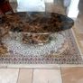 Marble Coffee Table Image 2