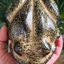 Vintage 1970s hand-finished ceramic frog sponge scrubby holder, signed GJ, maker unknown. Image 8