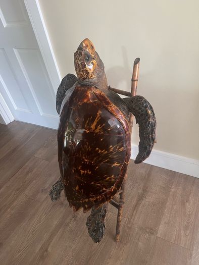 Antique Rare Large Taxidermy Hawksbill Sea Turtle