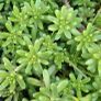 White stonecrop Image 2