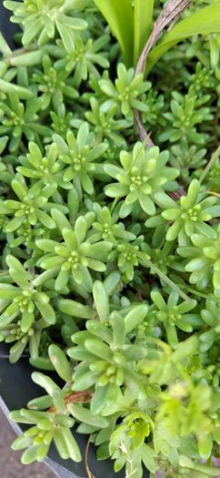 White stonecrop
